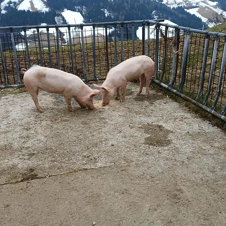 Blaserhof Daire *